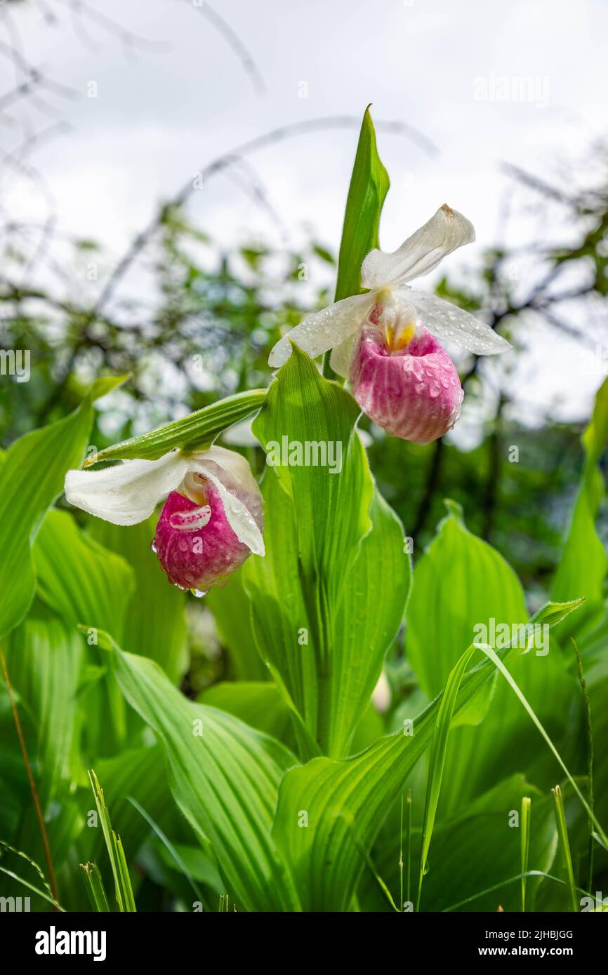 Showy Lady Slipper Orchid Flowers Growing Wild in Minnesota Northwoods Wilderness Area Foto Stock