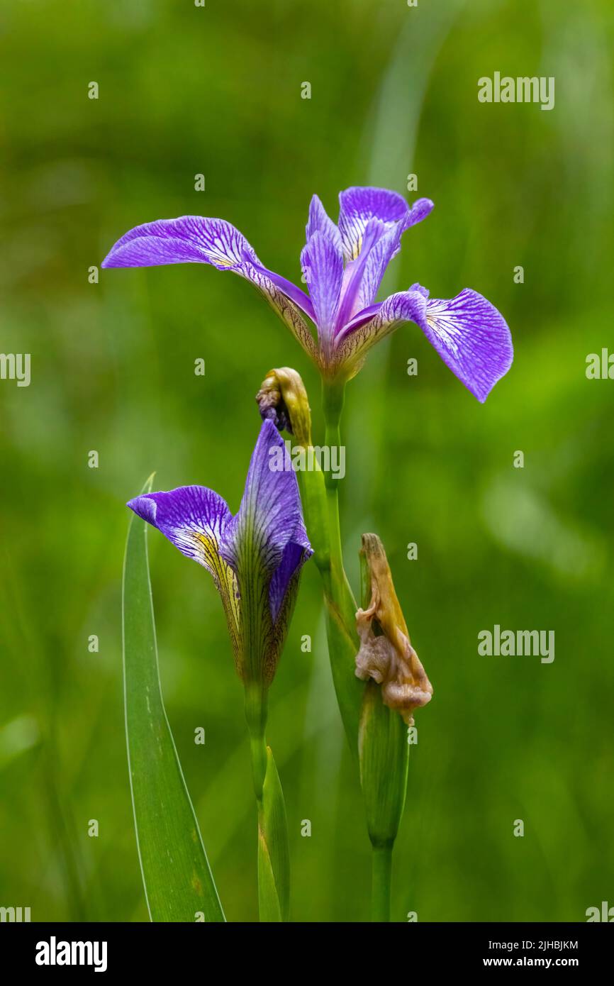 Blue Flag Iris fioritura in remoto Minnesota palude palude Foto Stock