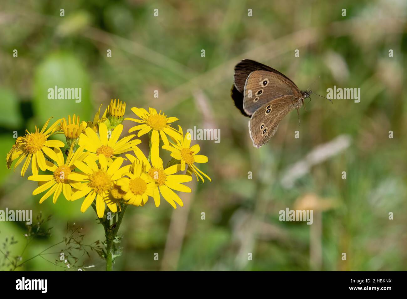 Farfalla di boccoli (Aphantopus iperantuscommon) che vola via dopo la nectaring sui fiori di ragwort durante l'estate, Inghilterra, Regno Unito Foto Stock