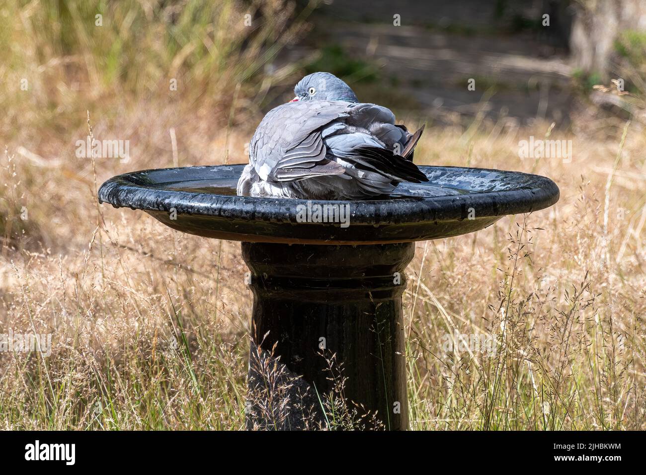 Luglio 2022 Heatwave, Inghilterra Regno Unito. Un piccione di legno mantiene fresco seduto in un bagno di uccelli da giardino, come il Regno Unito emette il primo avvertimento rosso per il calore estremo Foto Stock