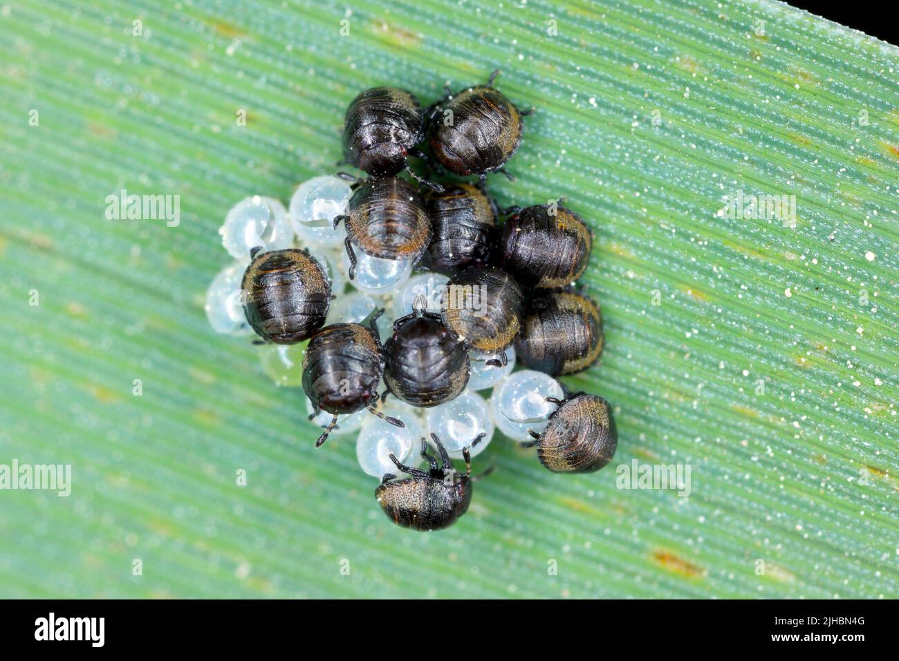 Heteroptera, Sheild Bug nymphs che cova da uova. Foto Stock