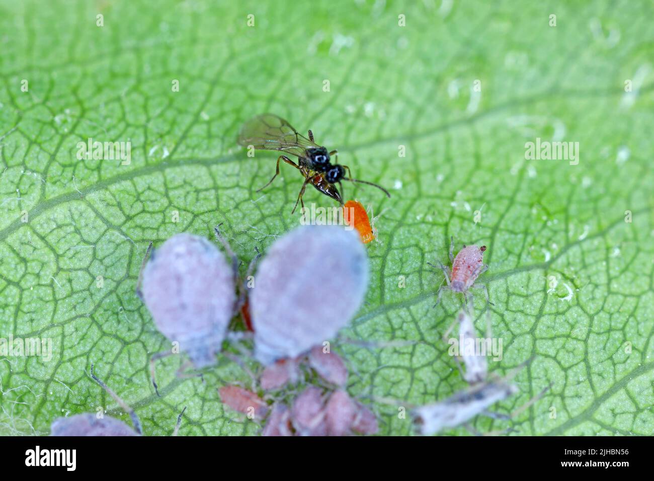 Vespa parassitoide (Aphidius colemanii) ovipositing in Dysphis pyri - apide di paglia di pianto, peste di alberi di pera in frutteti e giardini. Foto Stock