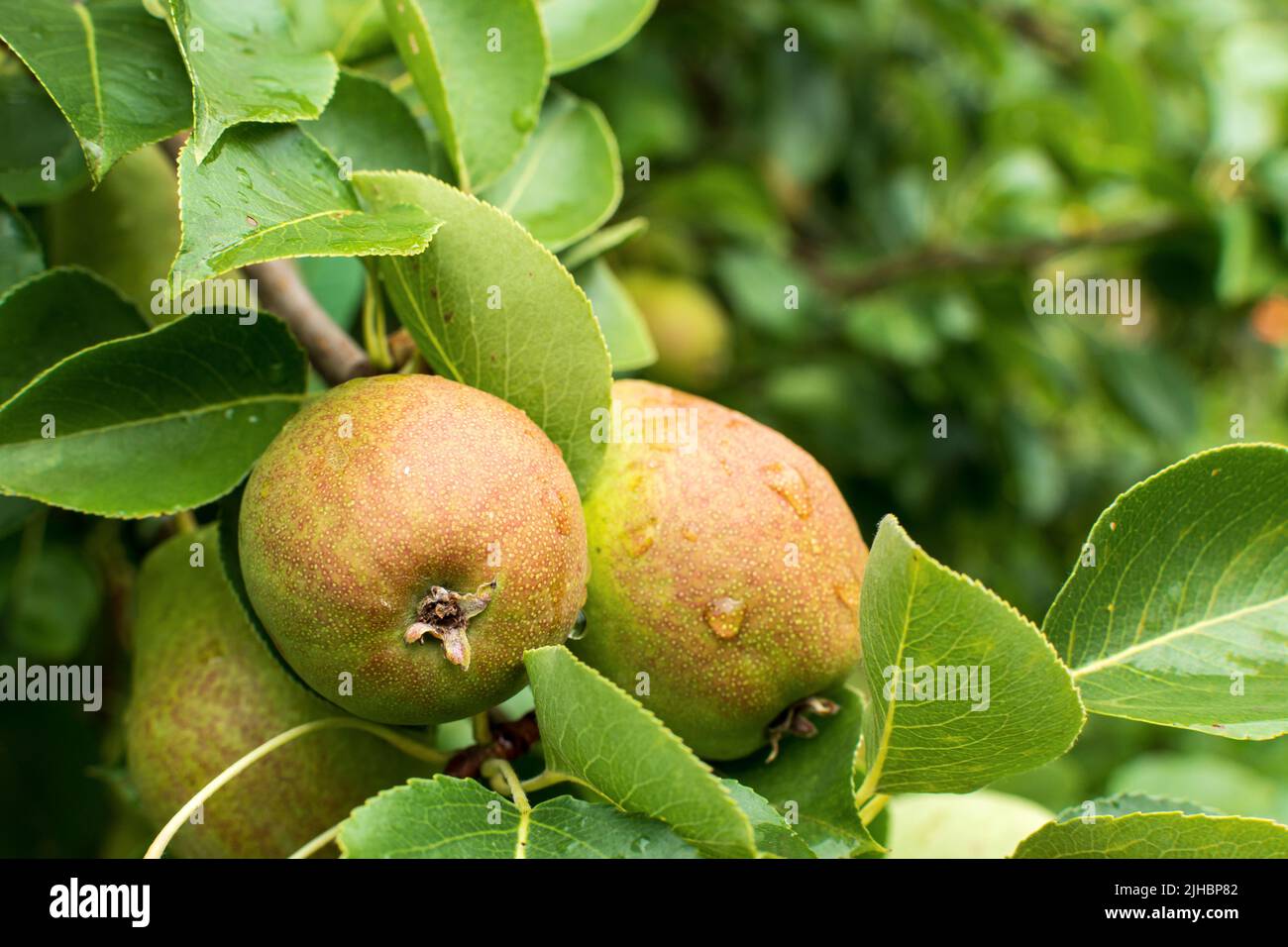 Pere biologiche. Succose pere aromatizzanti di sfondo naturale. Pera su un ramo. Una pera su un albero fuoco selettivo sulle pere. Foto Stock