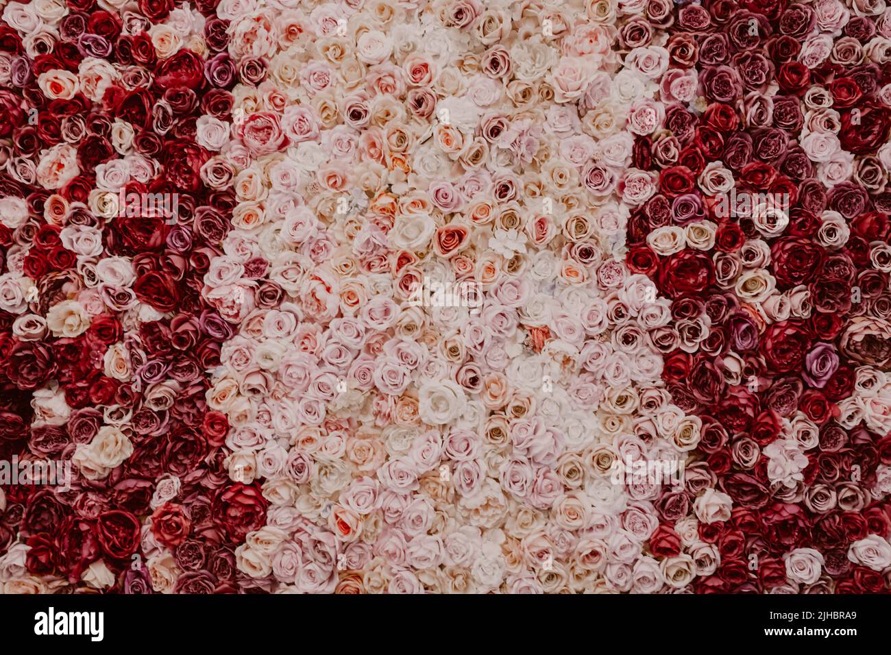 Sfondo di rose stupefacente. Milioni di fiori nei colori rosa, rosso e bianco. Decorazioni per matrimoni. Artificiali, perfetti per progetti simulati, design Foto Stock