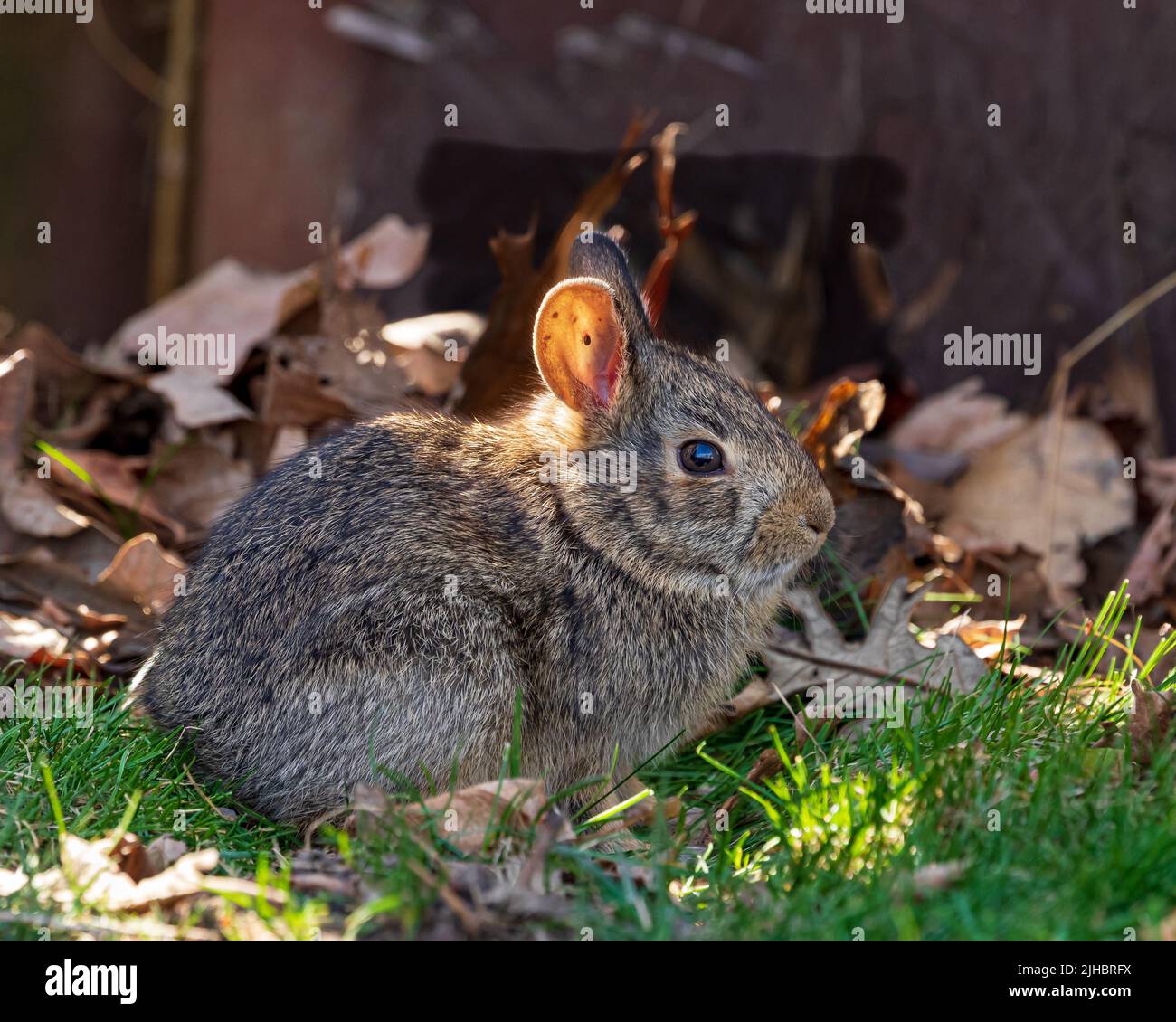 Coniglio selvatico di cottontail con zecca all'interno dell'orecchio. Flora e fauna selvatiche, animali e concetto di conservazione dell'habitat. Foto Stock