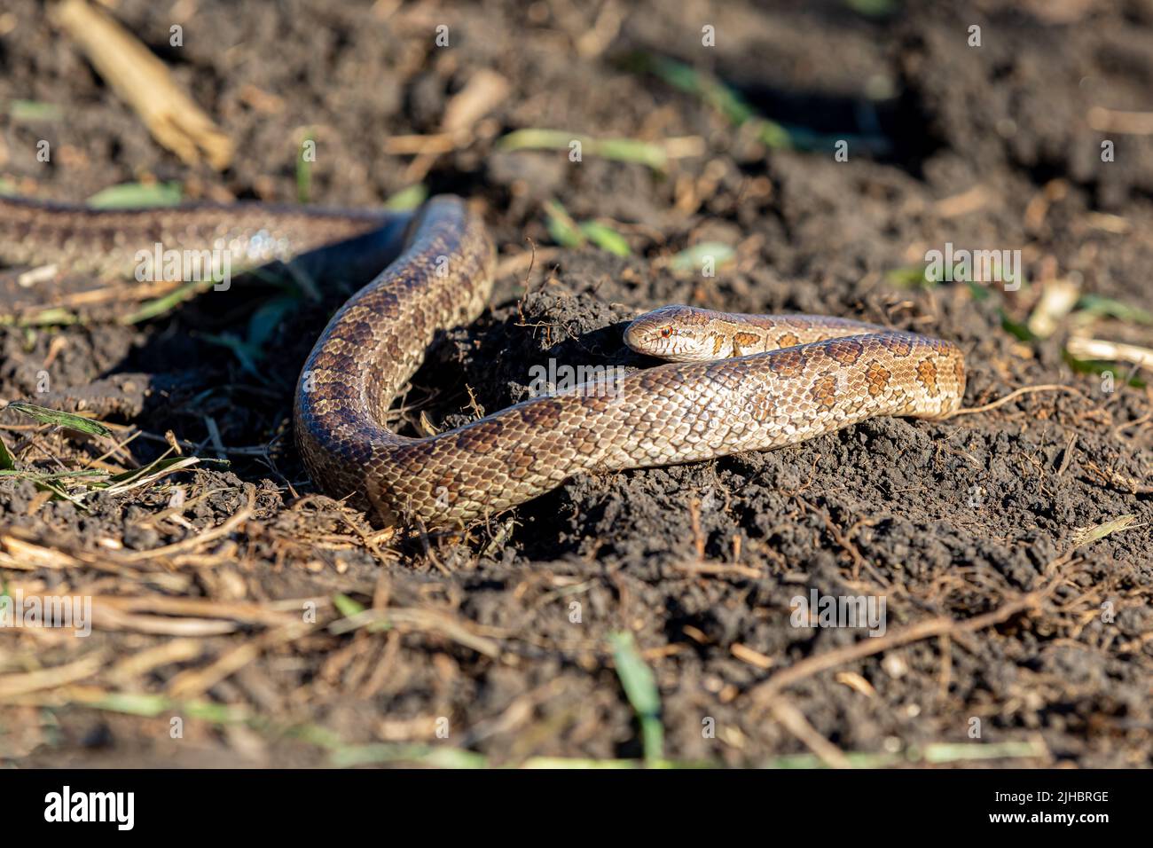 Primo piano di Prairie kingsnake in campo. Concetto di conservazione della fauna selvatica, perdita di habitat e conservazione. Foto Stock