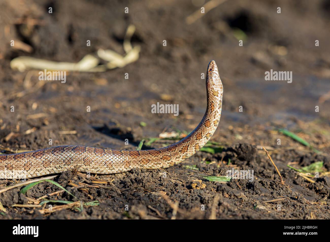 Primo piano di Prairie kingsnake in campo. Concetto di conservazione della fauna selvatica, perdita di habitat e conservazione. Foto Stock