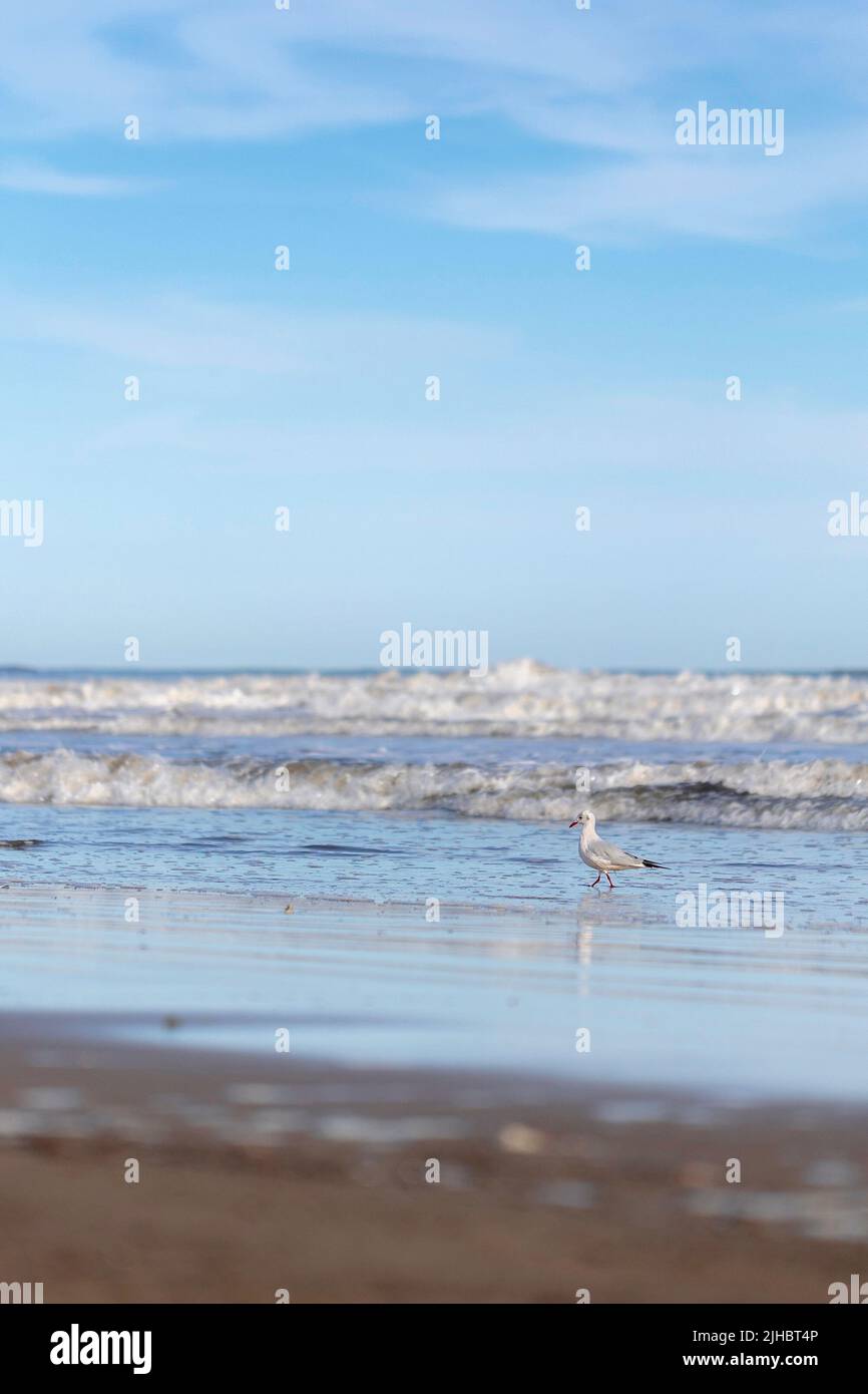 Atmosfera estiva sulla soleggiata spiaggia autunnale di Malvarrosa a Valencia, Spagna. La costa del mare attrae i gabbiani di uccelli marini alla ricerca di molluschi Foto Stock