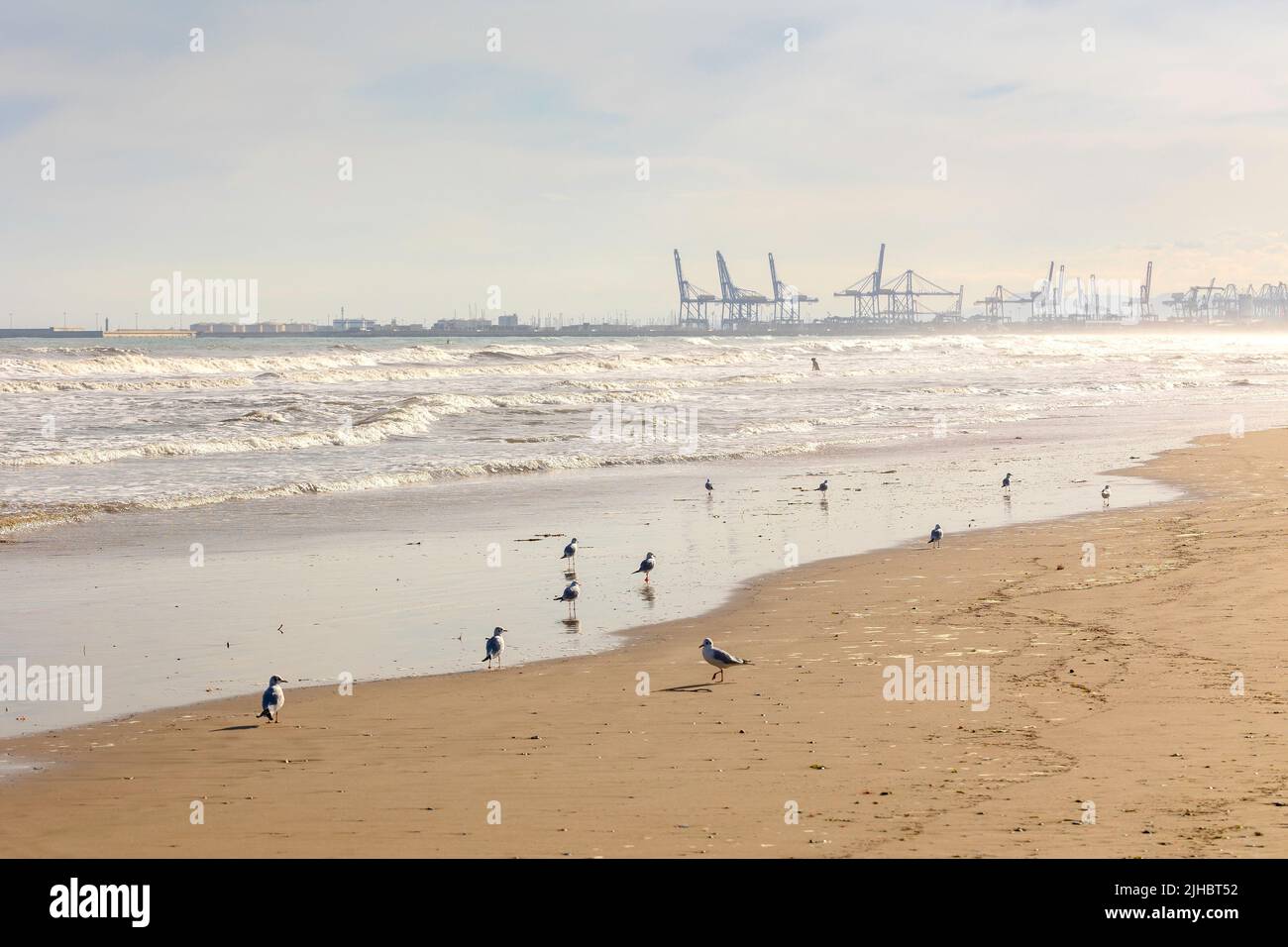 Atmosfera estiva sulla soleggiata spiaggia autunnale di Malvarrosa a Valencia, Spagna. La costa del mare attrae i gabbiani di uccelli marini alla ricerca di molluschi Foto Stock