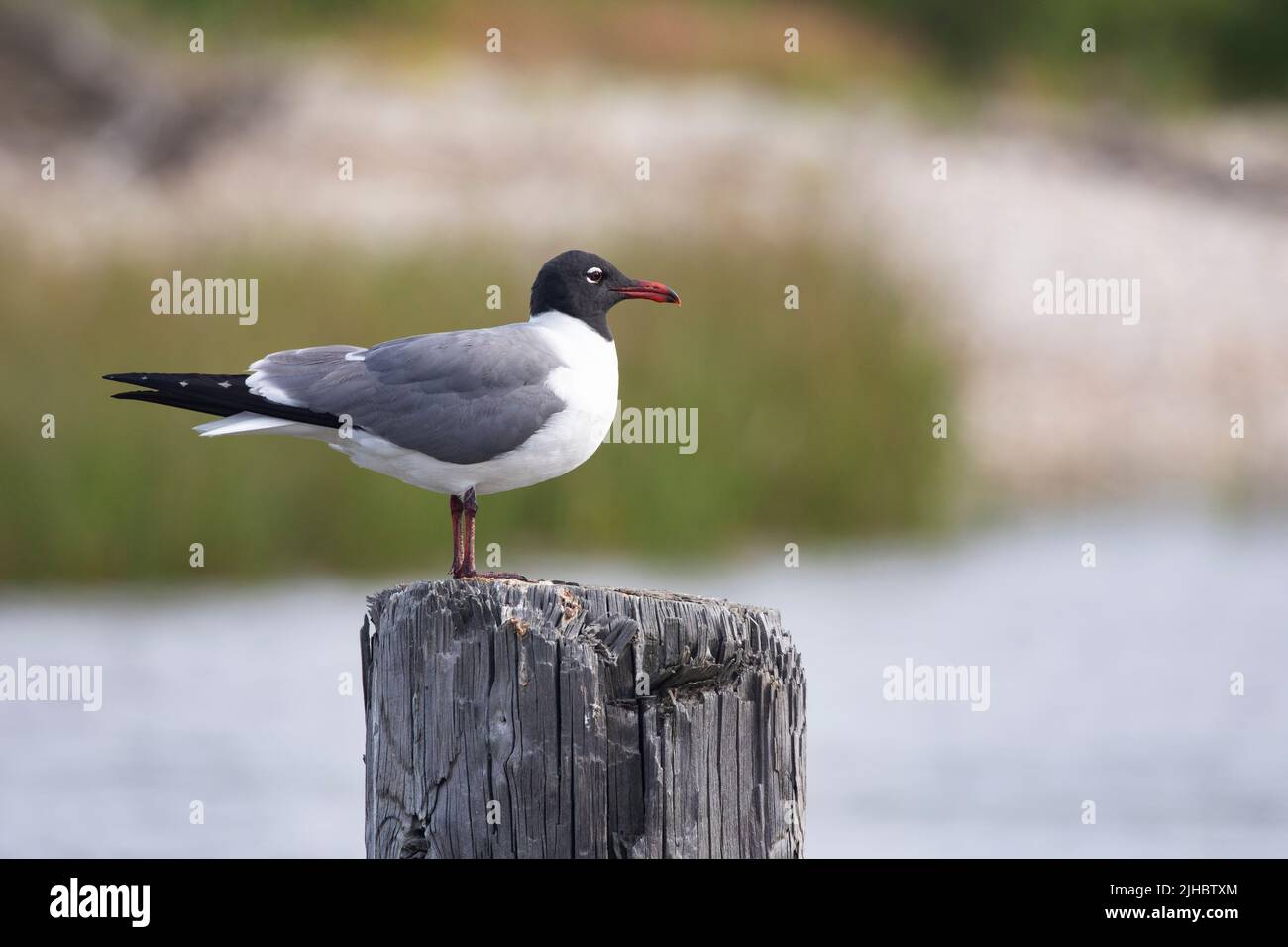 Il gabbiano di Laughing per adulti arroccato su palafitte di legno a Mobile Bay in Alabama è un ricordo naturale della costa Foto Stock