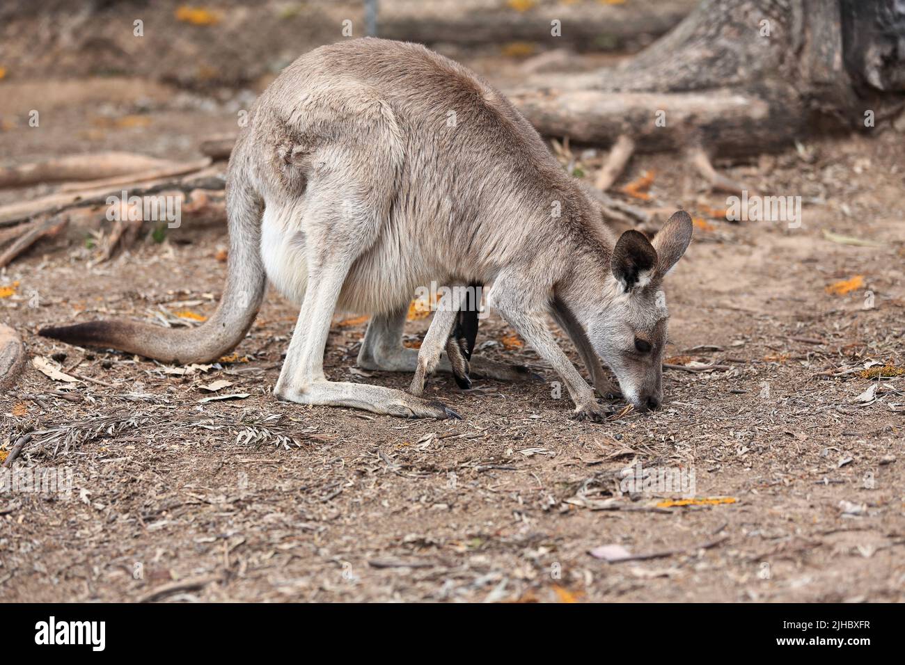 073 canguro grigio-orientale Fermale con joey che si siocca fuori dalla tasca. Brisbane, Australia. Foto Stock