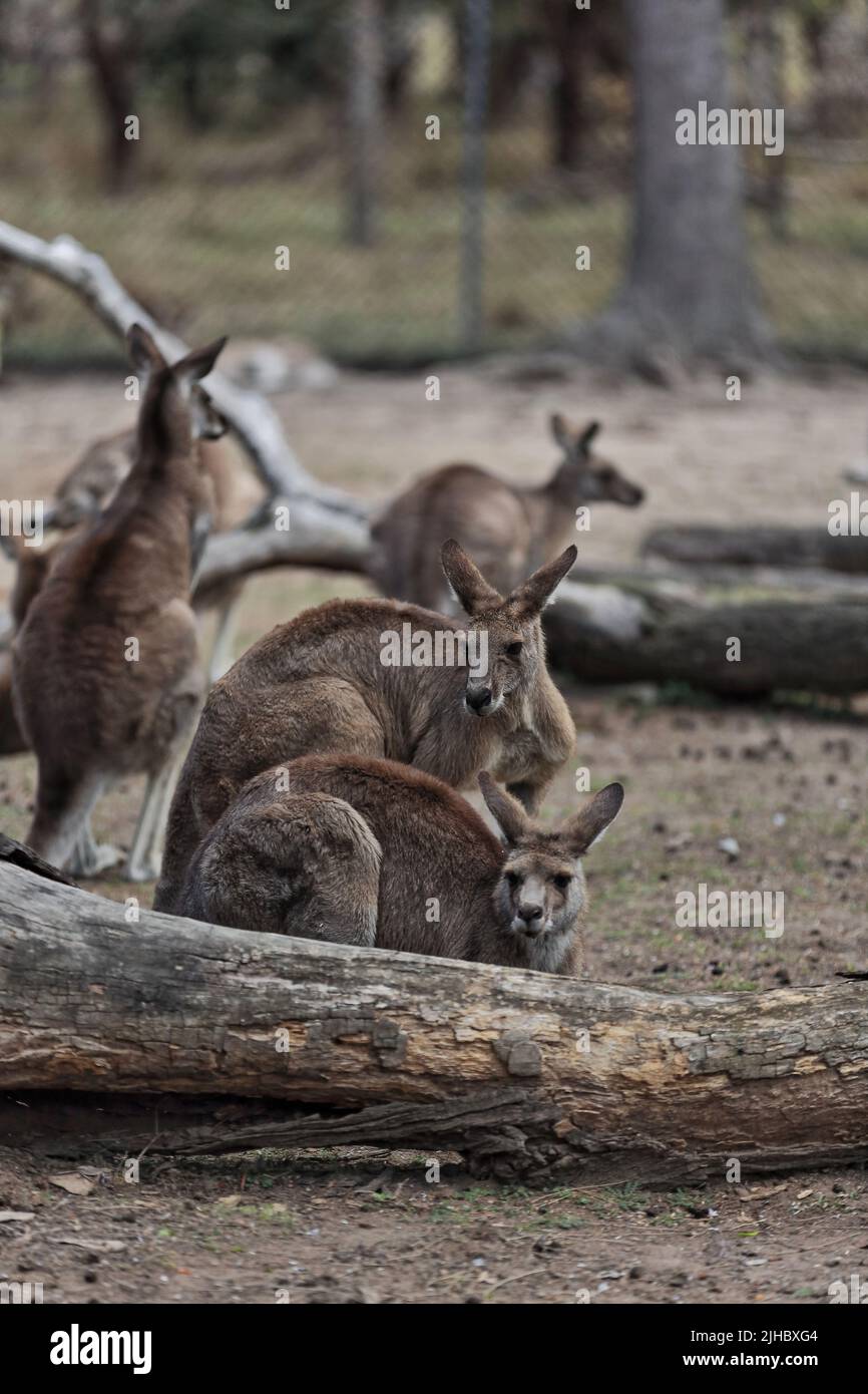 075 Mob di canguri misti rossi e grigi orientali. Brisbane, Australia. Foto Stock