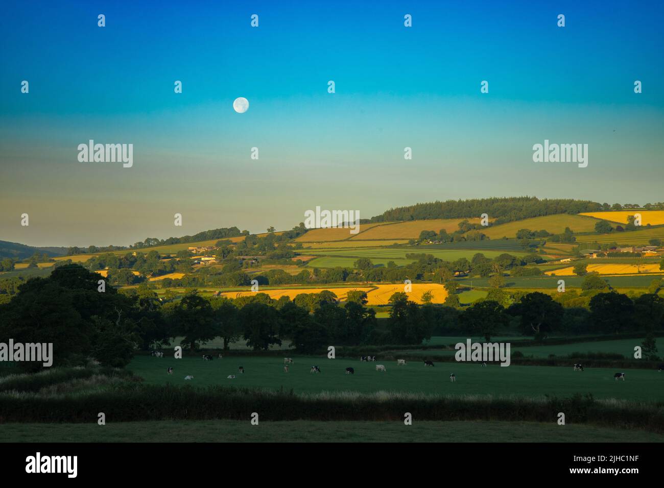 Mattina presto con luna piena sopra la campagna in East Devon AONB Foto Stock