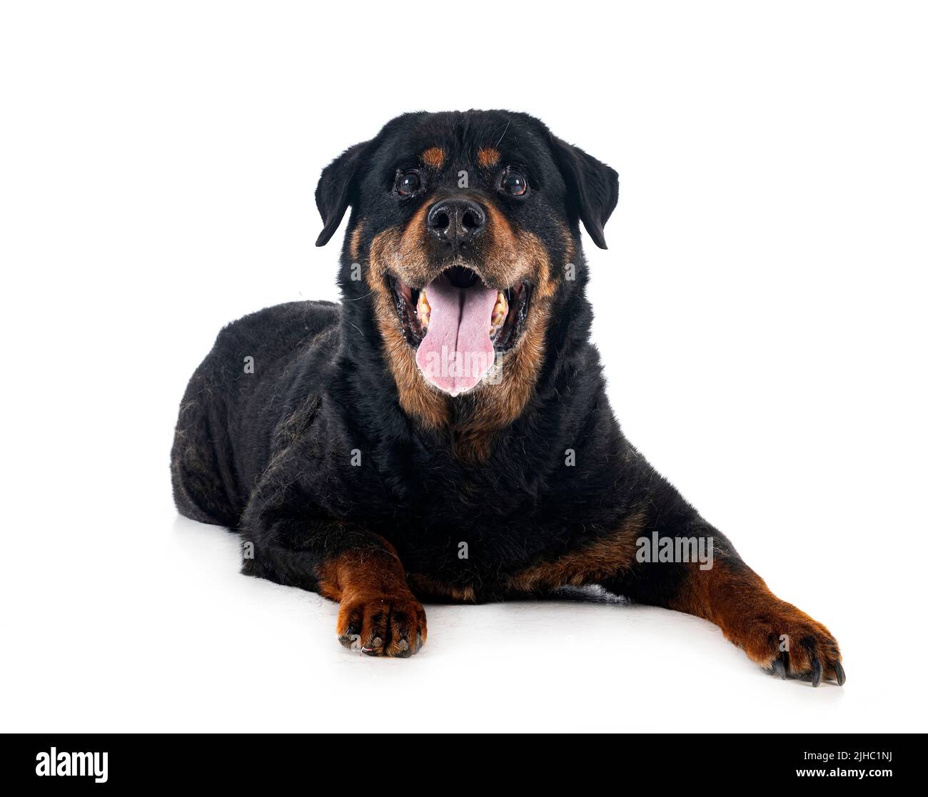 vecchio purebred rottweiler quattordici anni di fronte a sfondo bianco Foto Stock