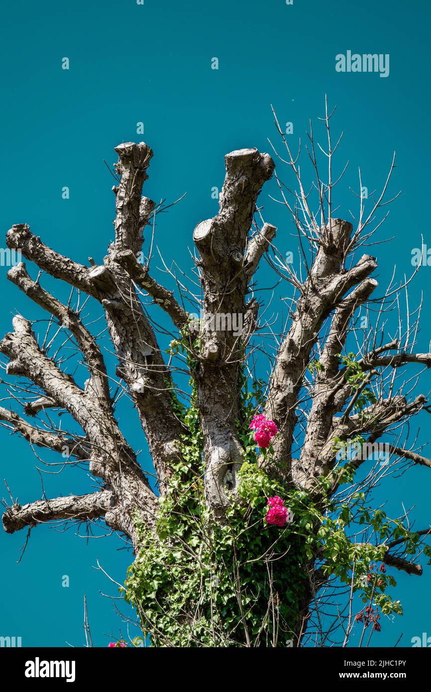Rose rosse che si arrampicano sull'albero potato Foto Stock