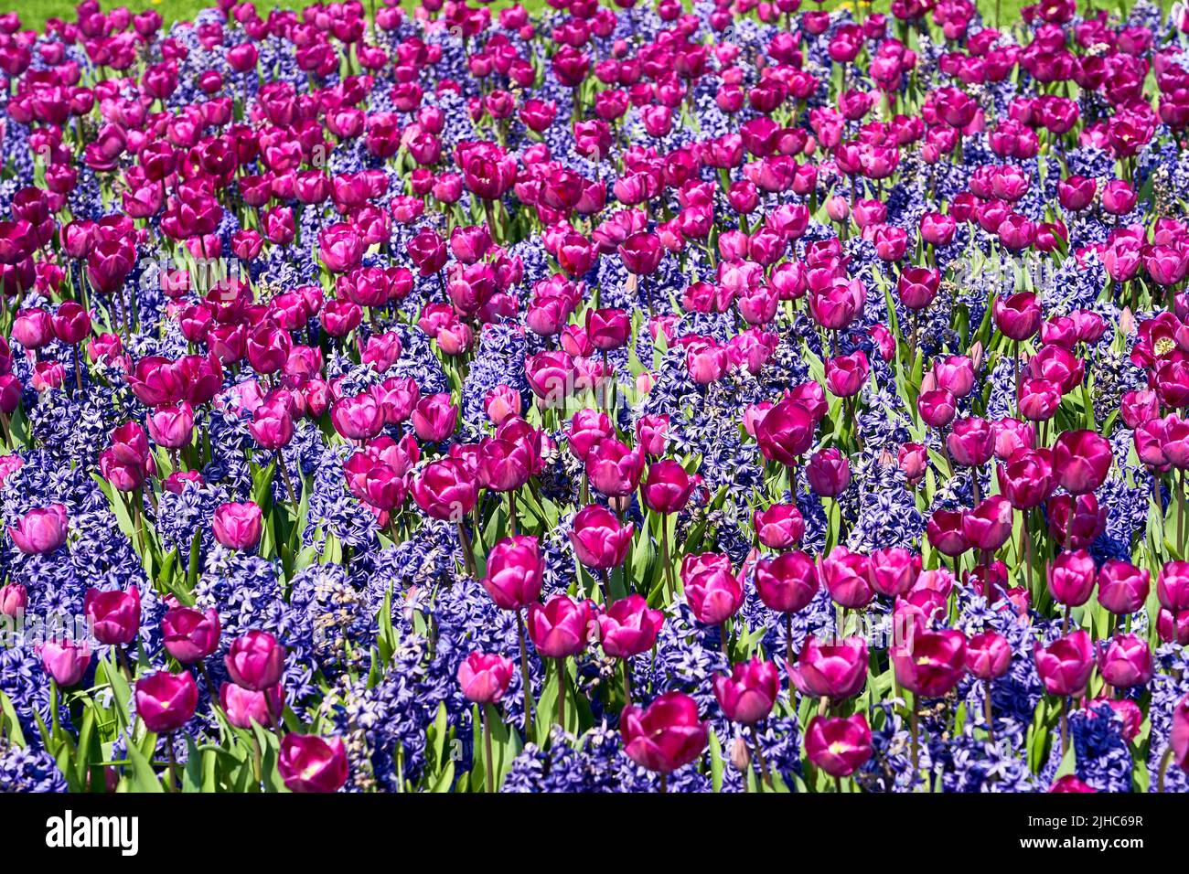Campi di tulipani in Olanda, vicino e nei giardini Keukenhof, primavera. Foto Stock
