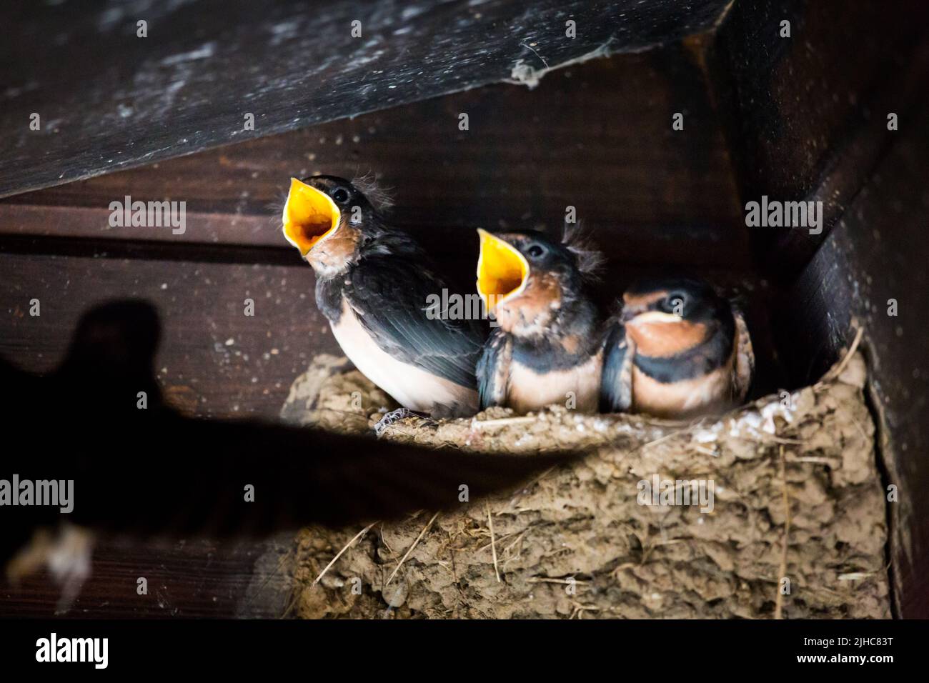 Inghiottire i pulcini in un nido di fango nelle grondaie di un edificio di fattoria, con le bocche gialle gialle lucenti aperte pronte per essere alimentate da un genitore Swallow Swooping Foto Stock