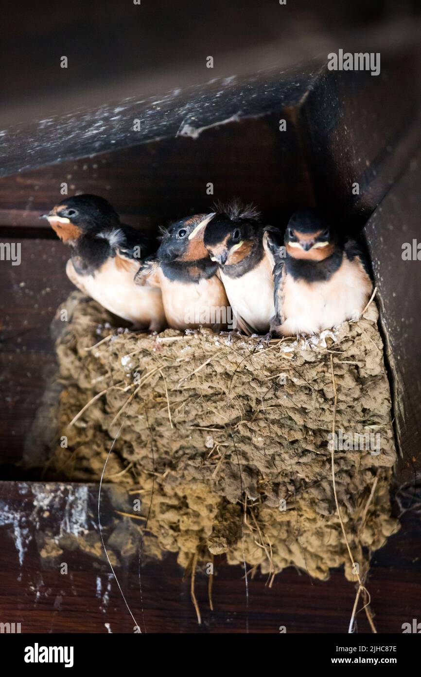 Inghiottire i pulcini in un nido di fango nelle grondaie di un edificio di fattoria, in attesa di essere alimentato da un genitore Swallow in estate. Foto Stock