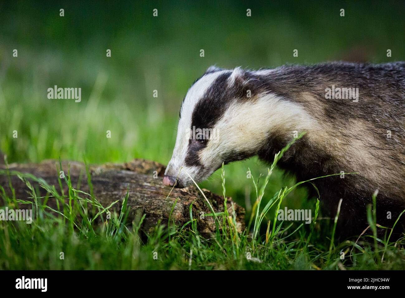 Badger europeo per adulti (Meles meles) con pelliccia a strisce bianche e nere in un bosco inglese in estate. Foto Stock