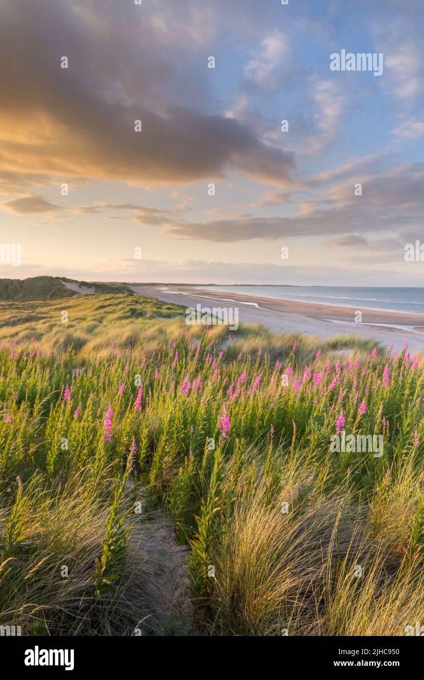 A metà estate il tramonto dalle dune ricoperte di erba di marram con fiori selvatici rosa di Rosebay Willow Herb in primo piano a Drumberland Bay, Northumberland. Foto Stock