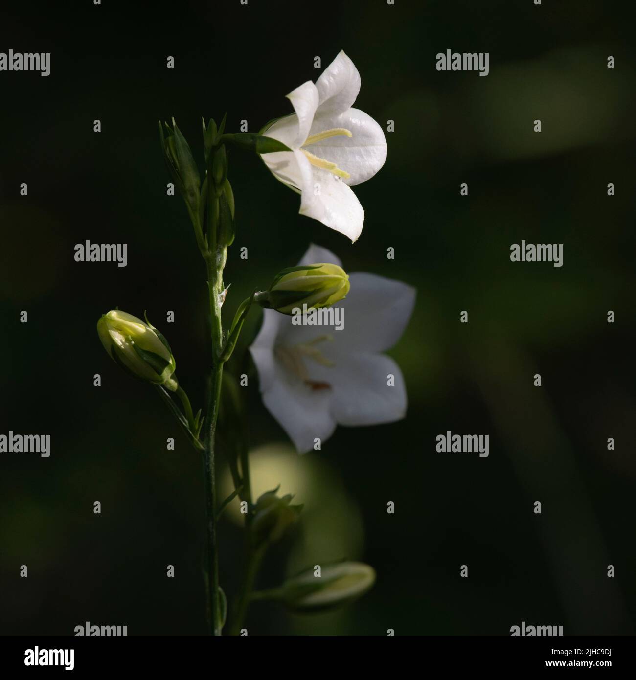 Sunshine appled su White Bellflower (Campanula Persicifolia var. Alba) Fiori e germogli contro uno sfondo scuro Foto Stock