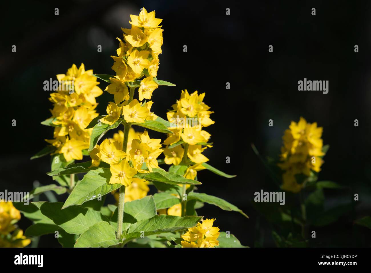 Loosestrife giallo grande, o Loosestrife punteggiato (Lysimacia punctata) in luce del sole brillante contro uno sfondo scuro Foto Stock