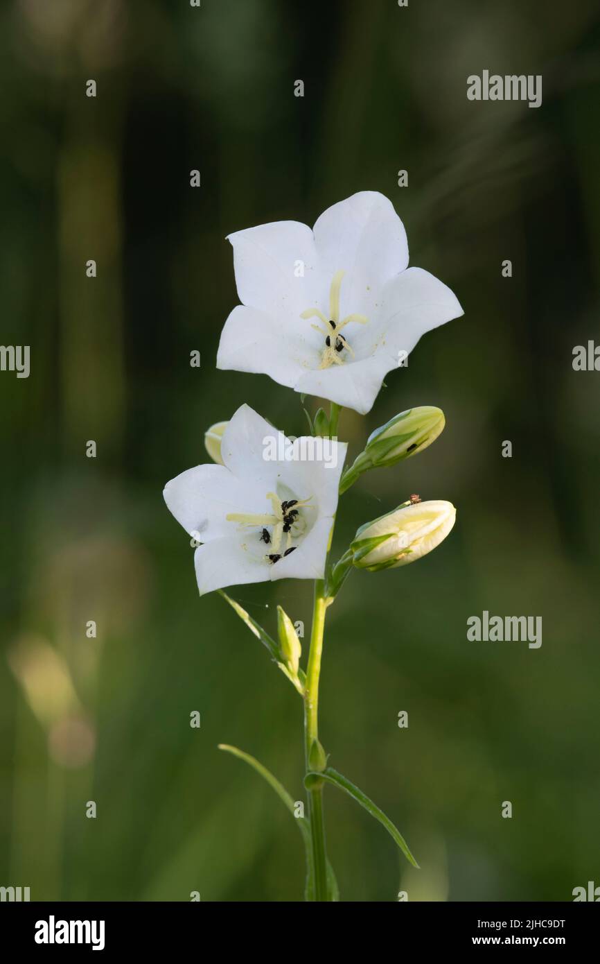 Fiori e gemme su un singolo di Bellflower bianco (Campanula Persicifolia var. Alba) Foto Stock
