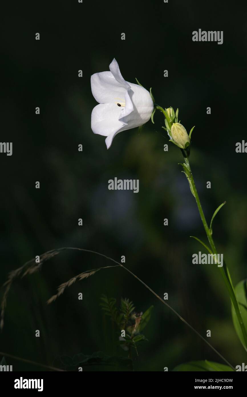 Sunlight Picks out a Single White Bellflower (Campanula Persicifolia var. Alba) contro uno sfondo scuro Foto Stock