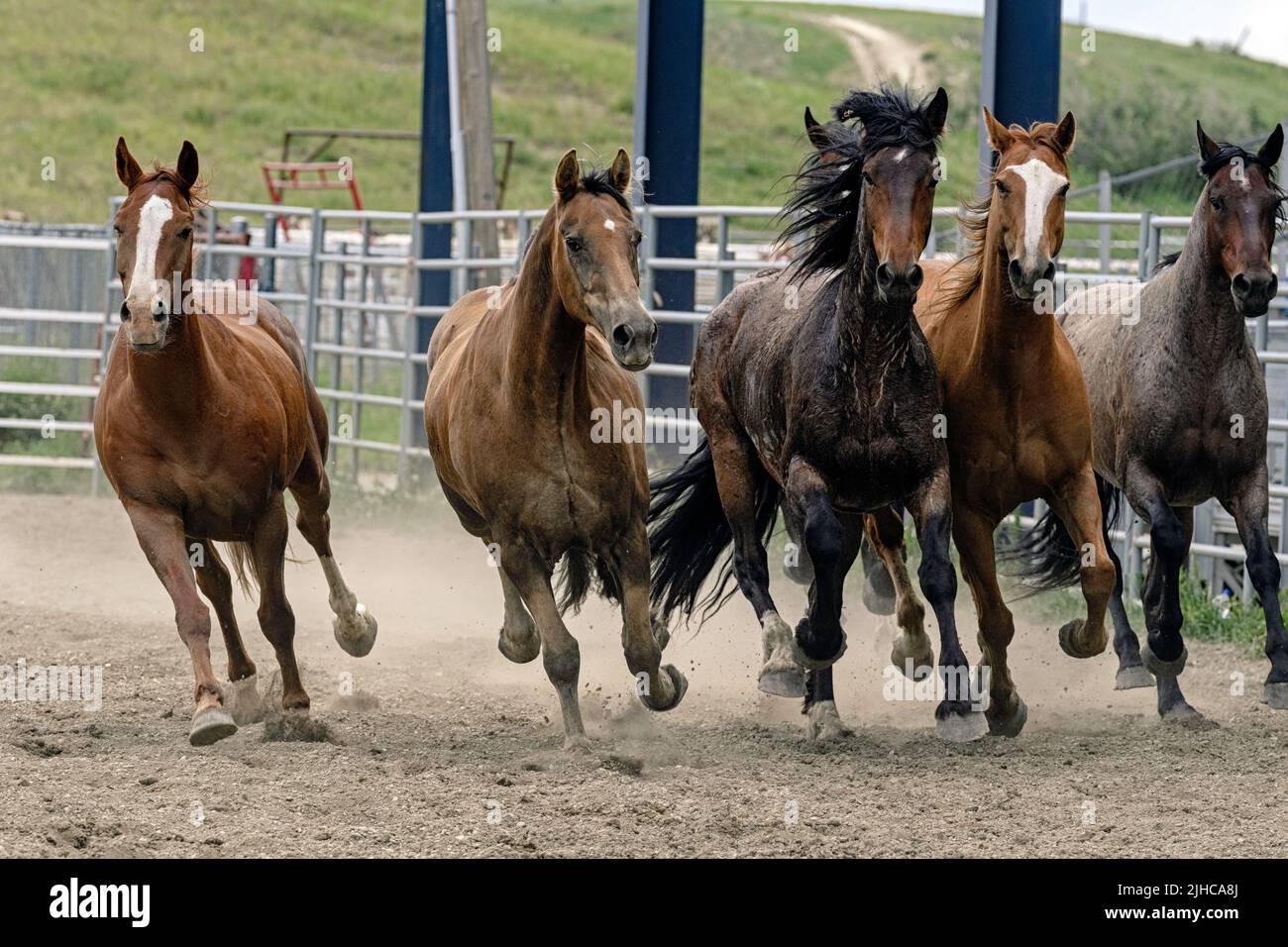 Un gruppo di cavalli più vecchi che galoppano intorno ad un'arena di rodeo. Standoff Alberta Canada Foto Stock