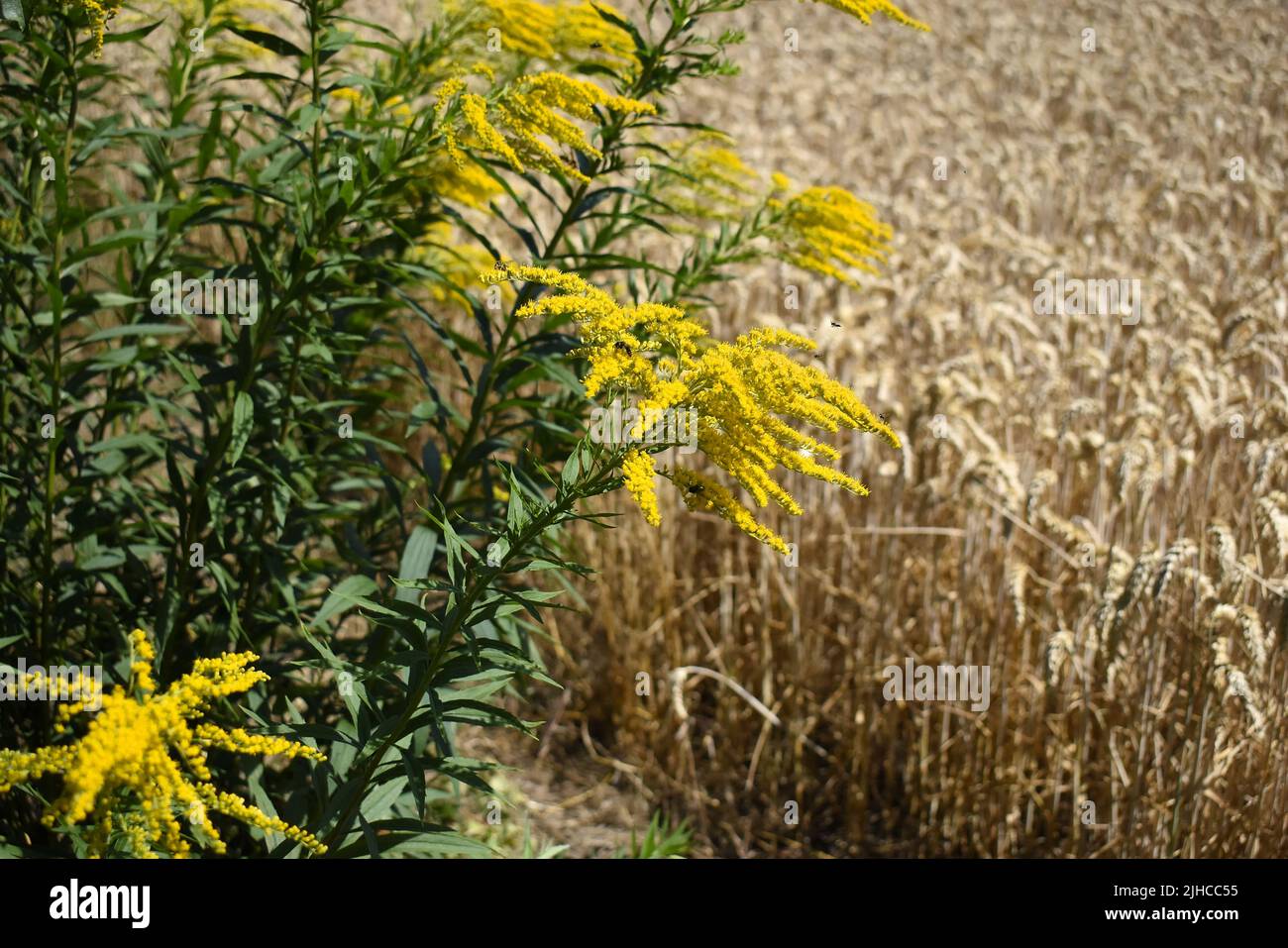 Fiorente ragwee in giallo dorato di fronte ad un campo di grano. Foto Stock