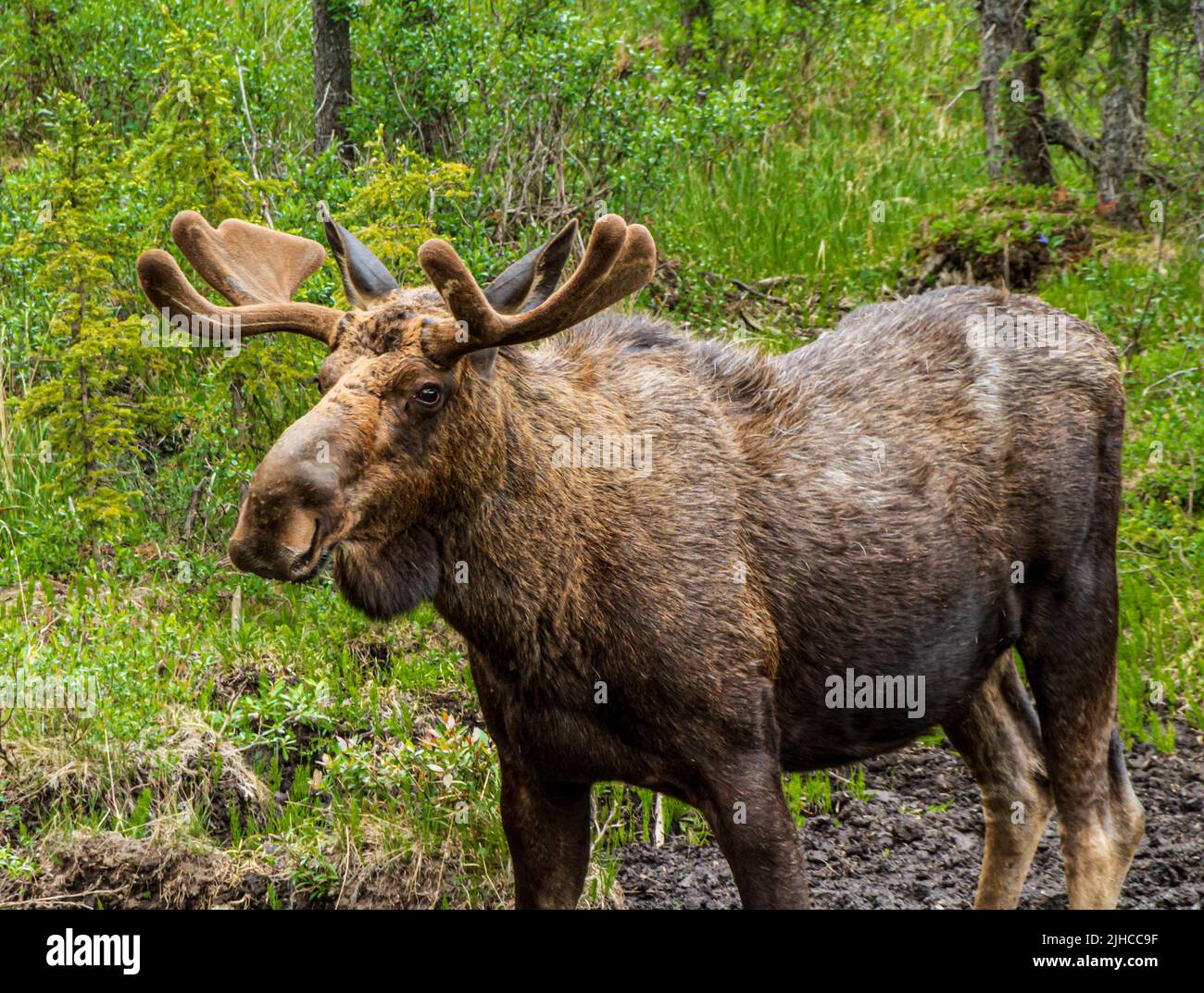 Moose nella foresta nel nord della Columbia Britannica, lungo l'autostrada dell'Alaska. Foto Stock