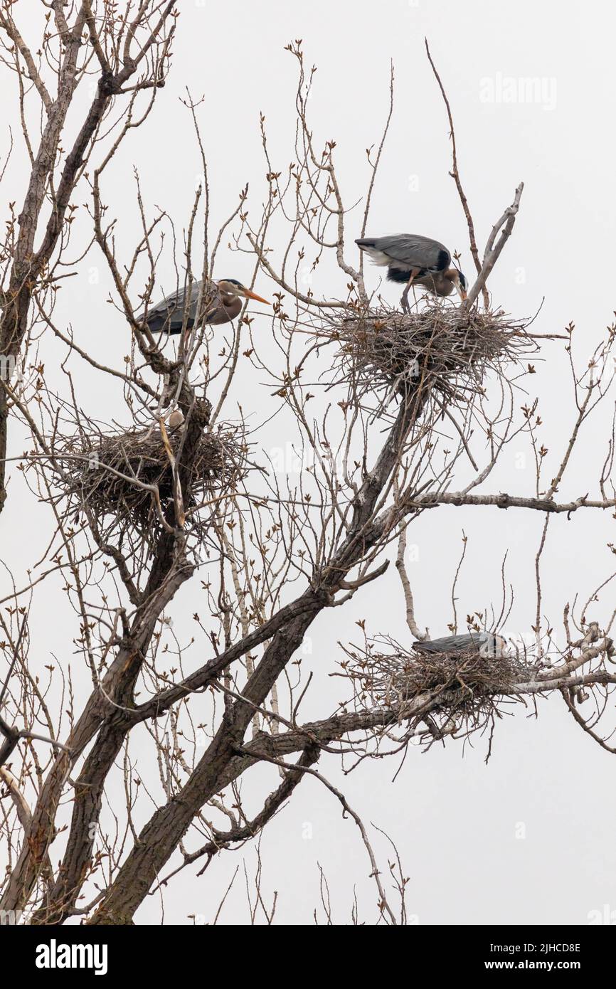 Grandi nidi di costruzione di Blue Herons a Rookery vicino Minneapolis Foto Stock