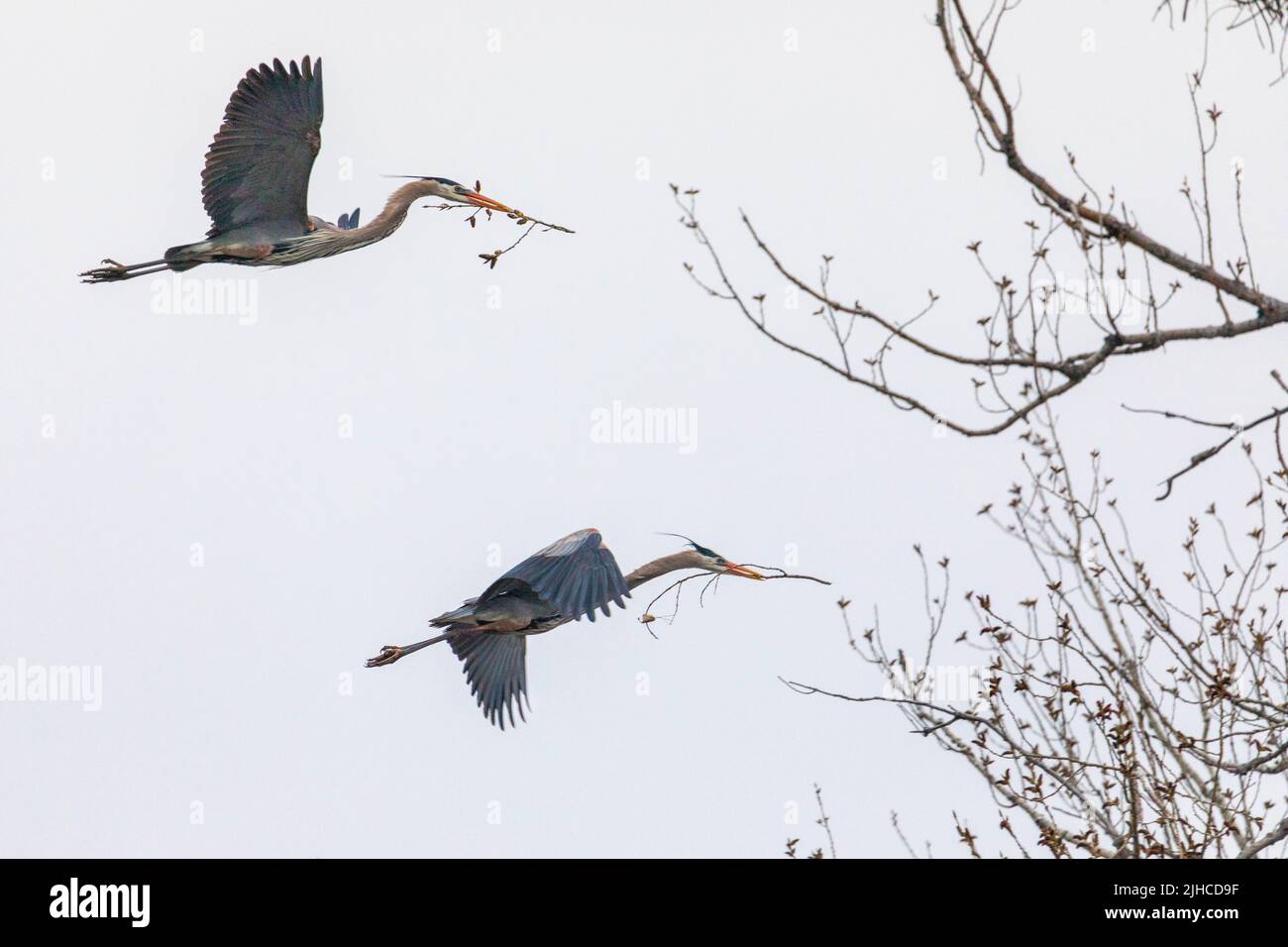 Grandi nidi di costruzione di Blue Herons a Rookery vicino Minneapolis Foto Stock