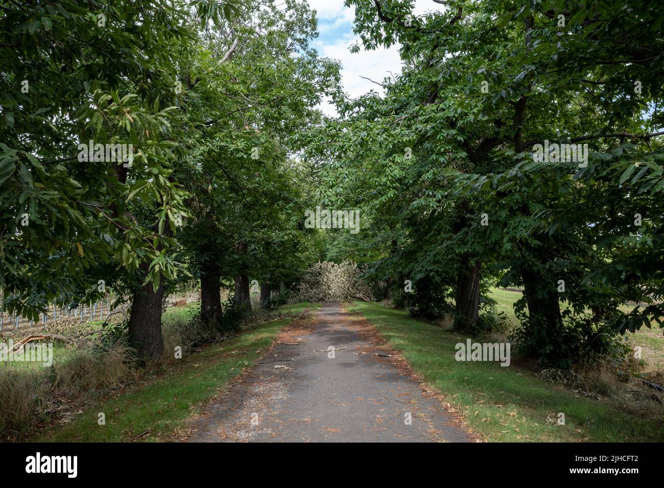 Vista prospettica in diminuzione, rami d'albero e fogliame ostruiscono sulla piccola strada nelle campagne d'Europa dopo la tempesta. Foto Stock