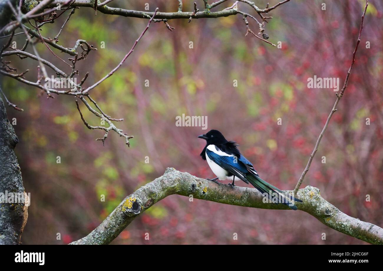 Berlino, Germania. 08th Dic 2021. 08.12.2021, Berlino. Un magpie (Pica Picaa) siede su un ramo il giorno di dicembre. Sullo sfondo, le anche rosse di rosa si illuminano su un arbusto. Credit: Wolfram Steinberg/dpa Credit: Wolfram Steinberg/dpa/Alamy Live News Foto Stock