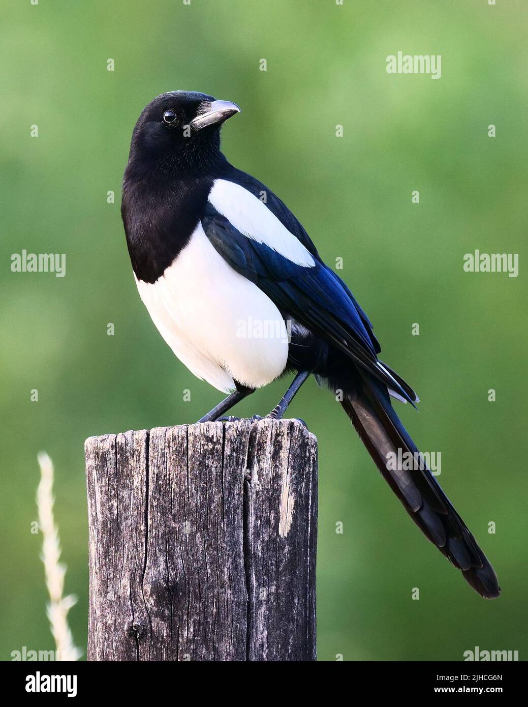 Berlino, Germania. 21st giugno 2022. 21.06.2022, Berlino. Un magpie (Pica Picaa) si trova su un vecchio palo di legno. Credit: Wolfram Steinberg/dpa Credit: Wolfram Steinberg/dpa/Alamy Live News Foto Stock