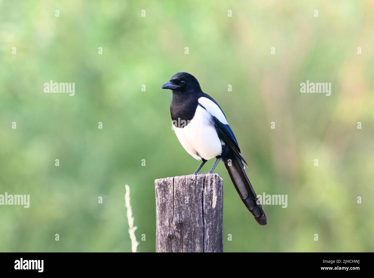 Berlino, Germania. 21st giugno 2022. 21.06.2022, Berlino. Un magpie (Pica Picaa) si trova su un vecchio palo di legno. Credit: Wolfram Steinberg/dpa Credit: Wolfram Steinberg/dpa/Alamy Live News Foto Stock