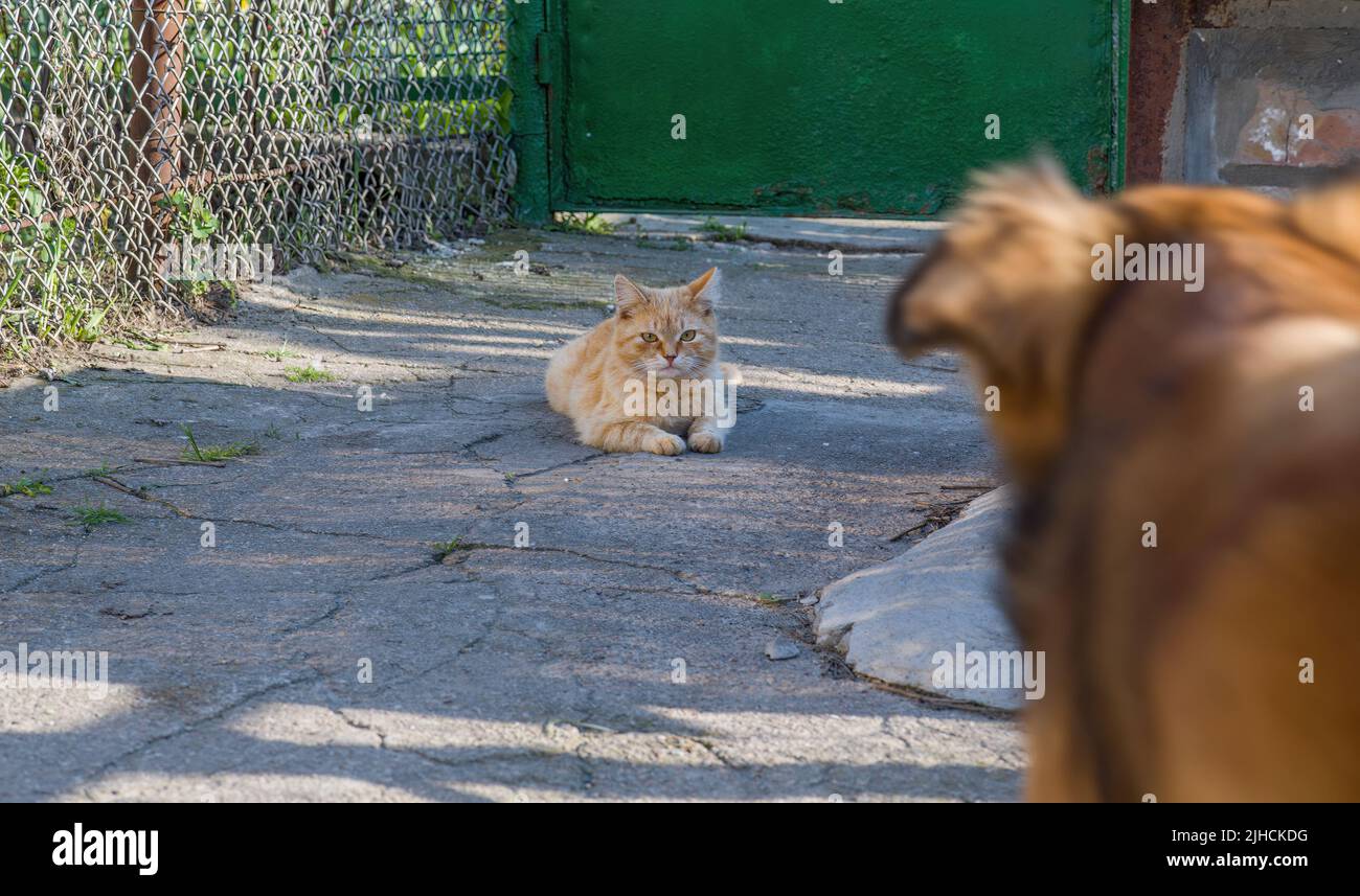 Gatto e cane si guardano l'un l'altro. Il gatto guarda il cane warily quando si incontra con lei. Foto Stock