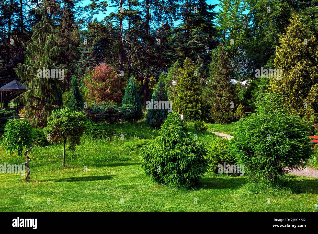 Cespugli di Evergreen in un parco con un prato verde erba tagliata vicino pineta con alberi alti illuminati dalla luce del sole in una giornata estiva, nessuno. Foto Stock