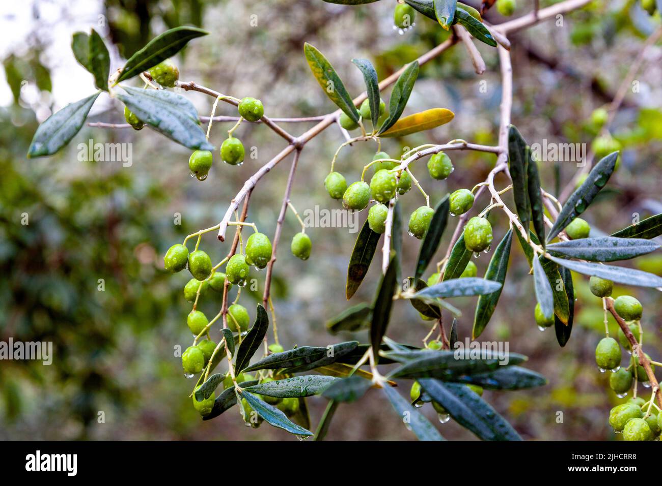 Olive che crescono su un albero sotto la pioggia, Camogli, Liguria, Italia Foto Stock