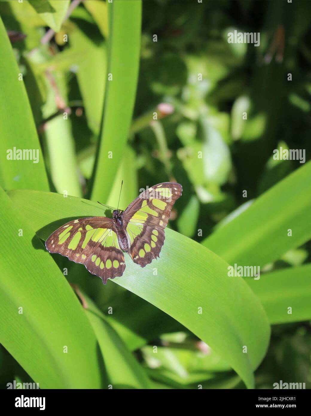 Philaethria dido farfalla verde Foto Stock