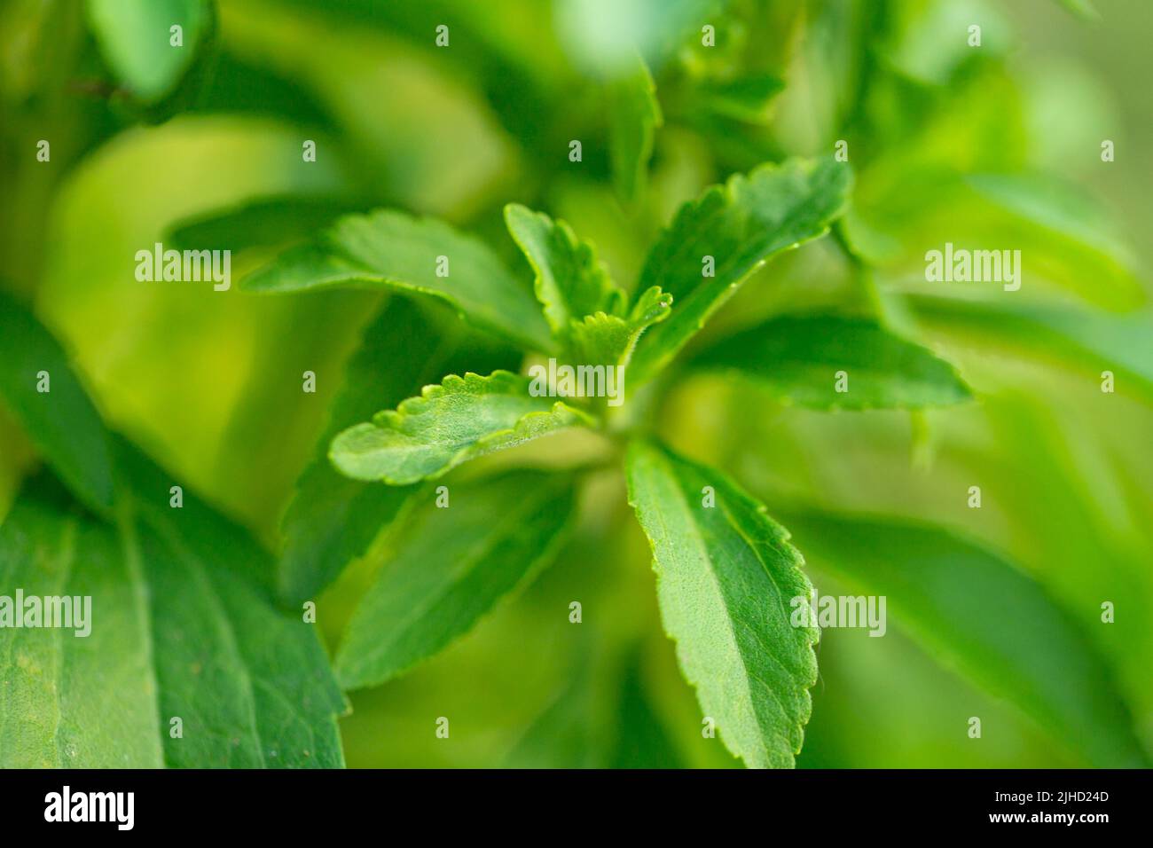 Stevia rebaudiana.Stevia rebaudiana ramo su sfondo verde sfocato giardino. Dolce foglia zucchero sostituzione. Foto Stock