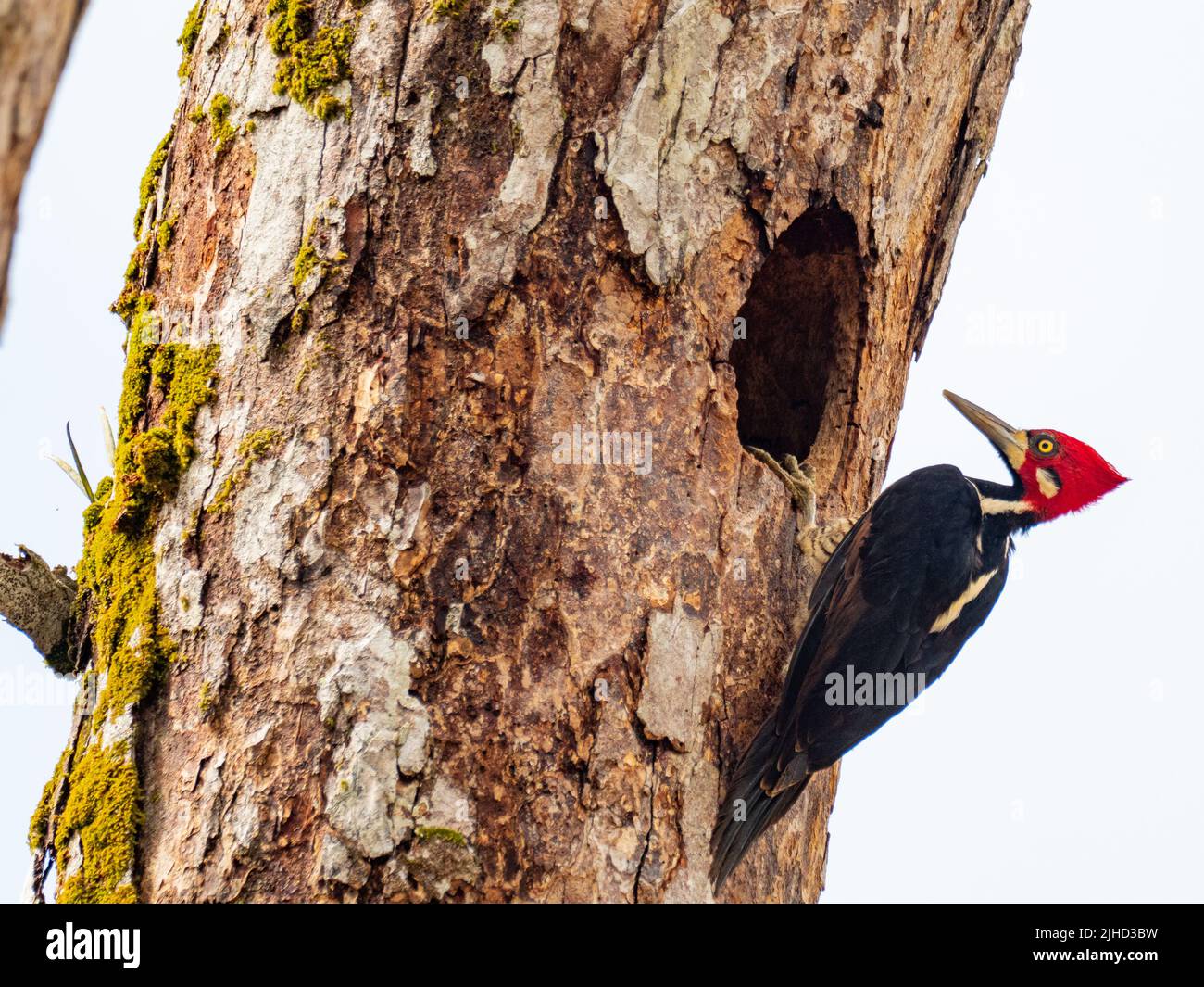 Crimson-Crested Woodpecker, Campephilus melanoleucos, un grande picchio fuori del suo nido buca nell'Amazzonia del Perù Foto Stock