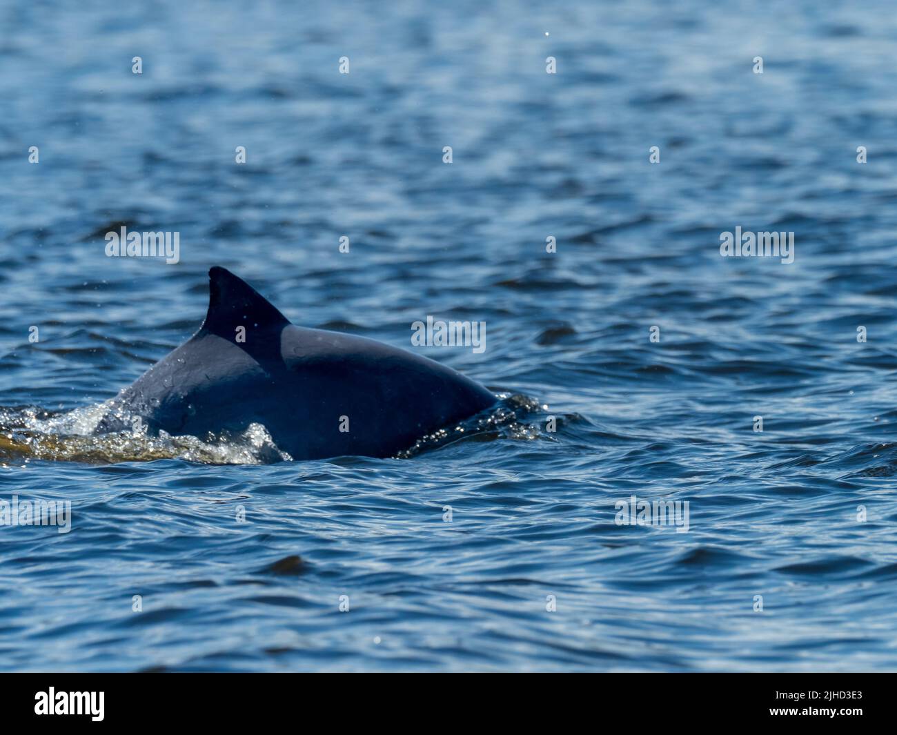 Tucuxi, Sotalia fluviatilis, o il delfino di fiume grigio lungo il fiume Amazzonia in Perù Foto Stock