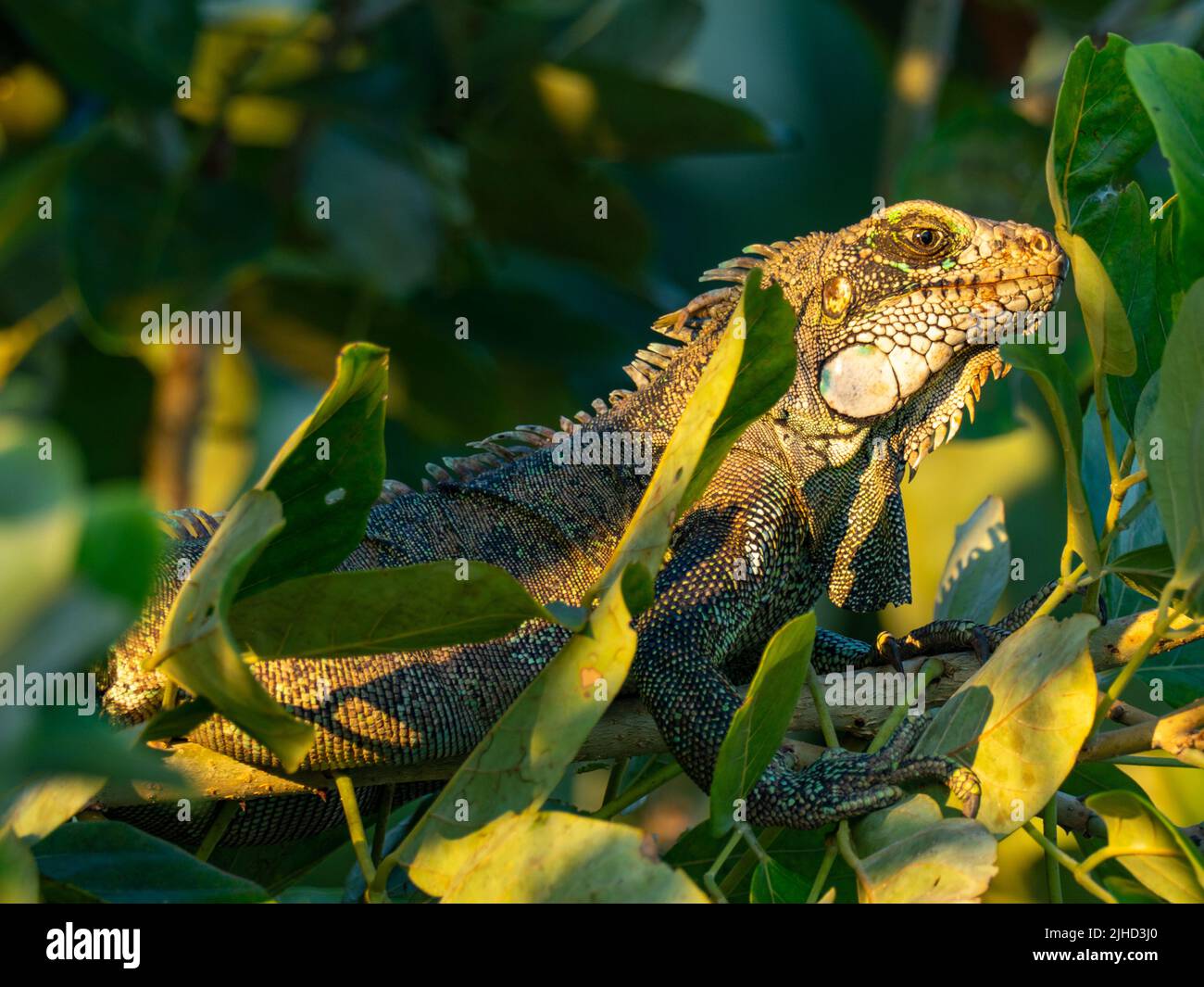 Iguana verde, Iguana iguana, cattura la luce del mattino presto lungo il fiume Amazzonia del Perù Foto Stock