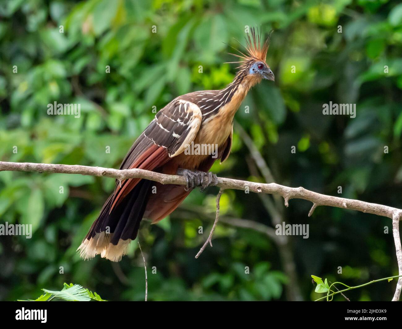 Hoatzin, Opisthocomus hoazin, un uccello folivore nell'Amazzonia del Perù Foto Stock