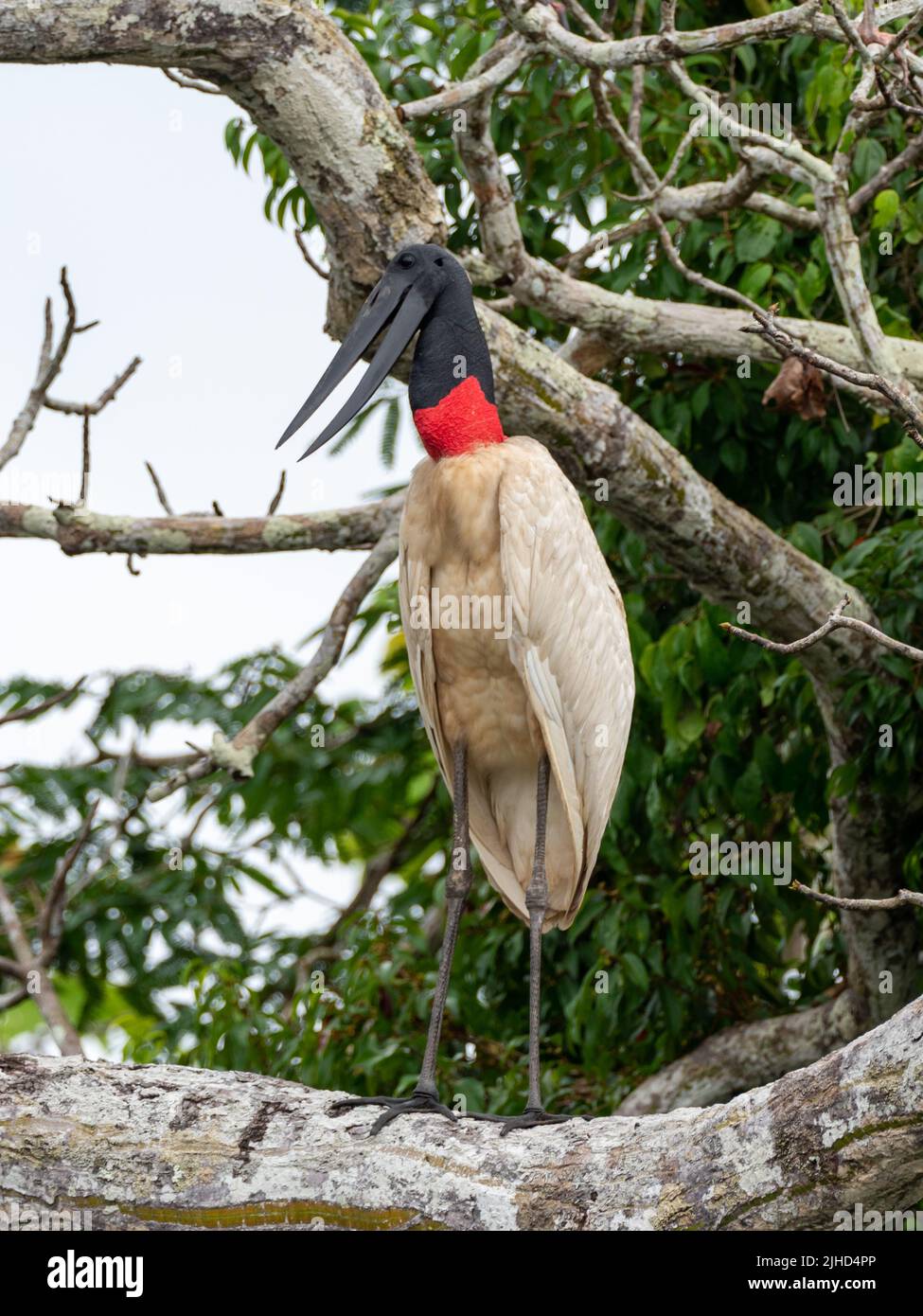 Jabiru, Jabiru mycteria, una cicogna gigante che si nutra di pesce nell'Amazzonia superiore del Perù Foto Stock