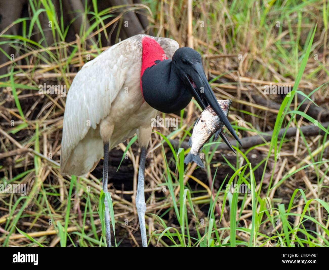 Jabiru, Jabiru mycteria, una cicogna gigante che si nutra di pesce nell'Amazzonia superiore del Perù Foto Stock