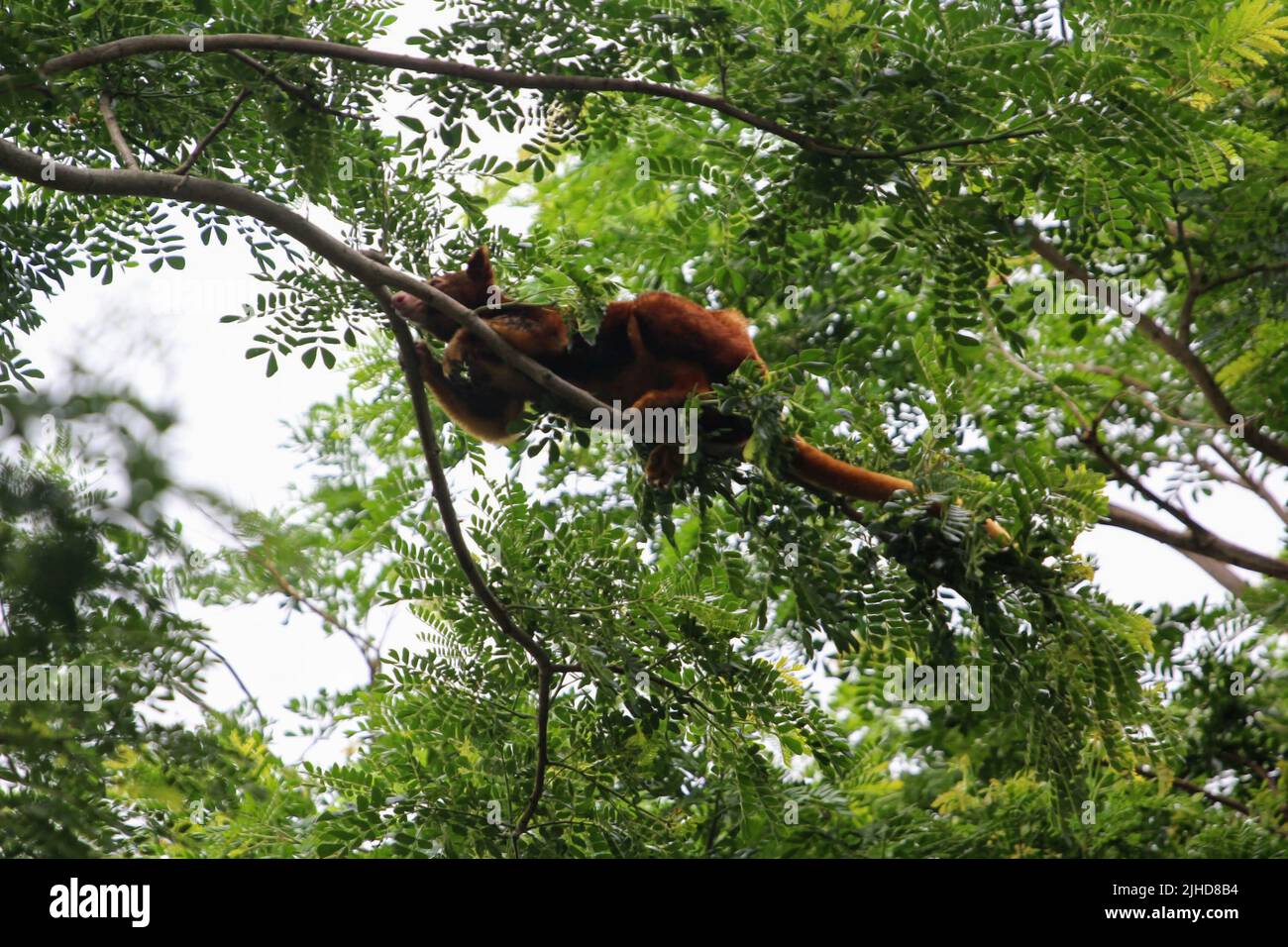 Il canguro dell'albero di Goodfellow è alto su un ramo dell'albero all'Adventure Park a Port Moresby, Papua Nuova Guinea (PNG) Foto Stock