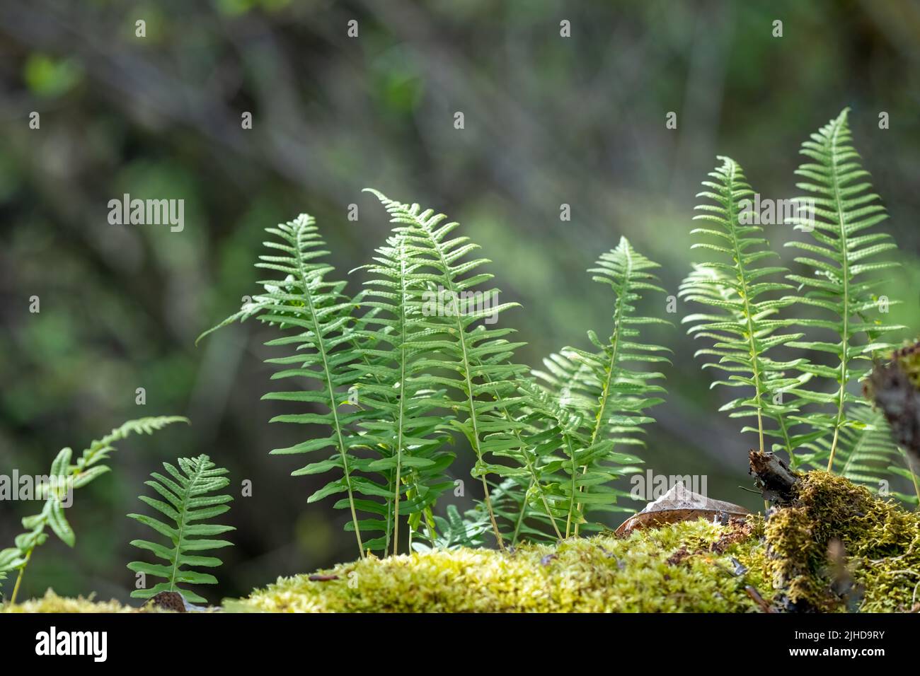 Issaquah, Washington, Stati Uniti. Felci di liquirizia che crescono verticalmente da un ramo coperto di muschio. Foto Stock